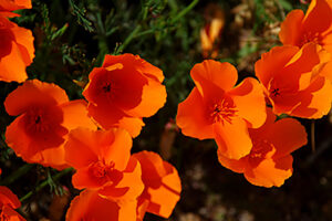 California Poppies