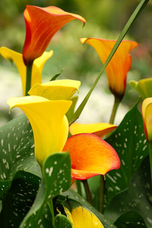 Cala Lilies