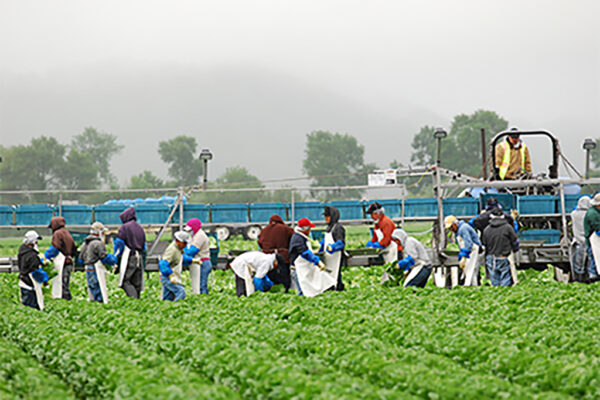 Seasonal Workers