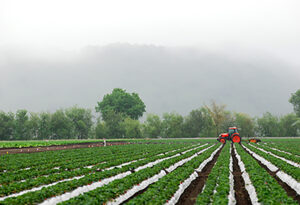 Strawberry Field