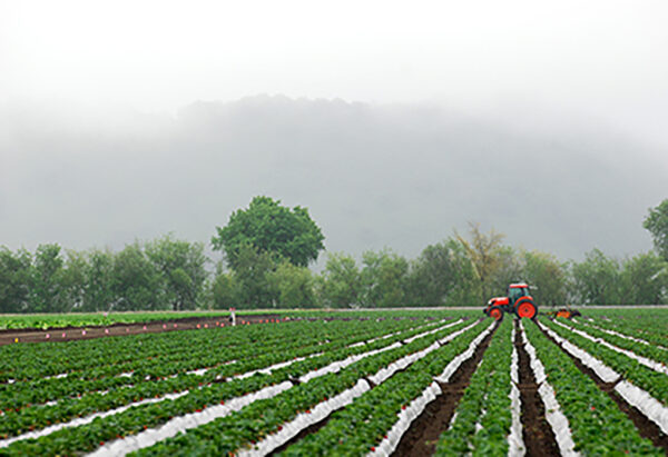Strawberry Field