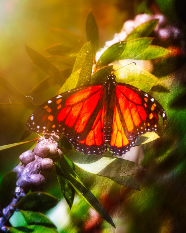 Monarch Butterfly - Pacific Grove, CA