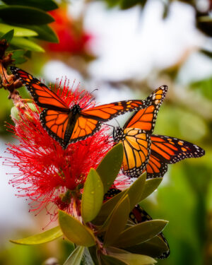 Monarch Butterflies with Bottle Brush