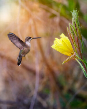 Hummingbird with Yellow Wildflower - Woodson Bridge, CA