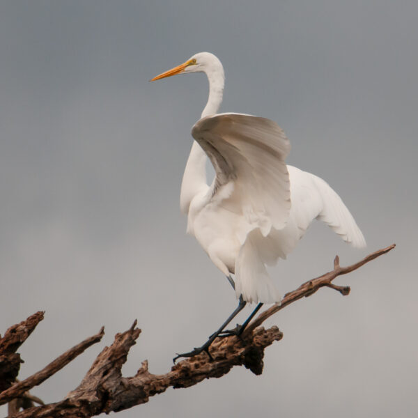 Great Egret - Lake Solano, CA