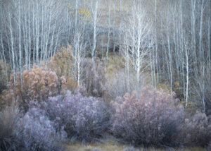 Autumn Blues #1, Eastern Sierra