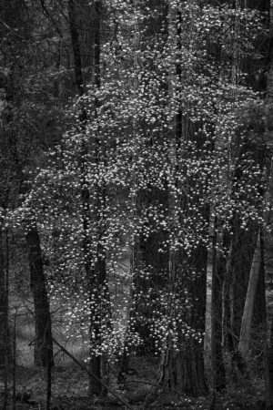 Deep in the Forest, Yosemite Valley