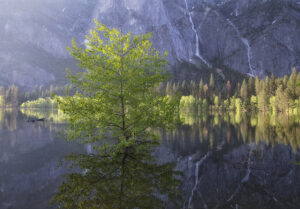 Flood #2, Leidig Meadow, Yosemite Valley