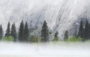 Mist and Trees #1, Yosemite