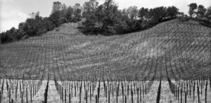 Grapestake Vineyard, Hwy 128