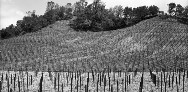 Grapestake Vineyard, Hwy 128