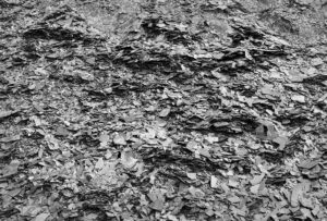 Jasper Roadcut #2