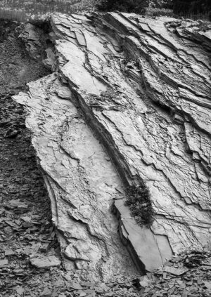 Jasper Roadcut #6