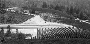 Vineyard near Kellogg
