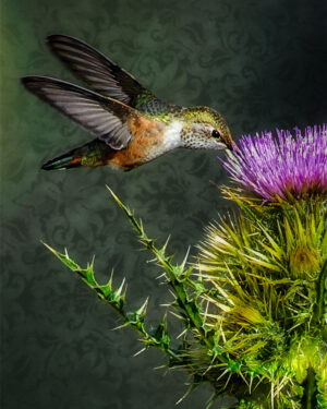 Broad-tailed Hummingbird - Steens Mountain, OR