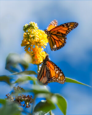 Monarch Butterflies