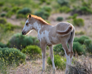 Mustang Foal 2 - Steens Mountain, OR