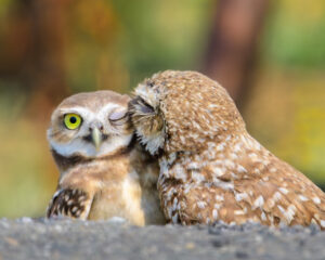 Burrowing Owl Kiss