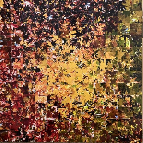 Fall Leaves