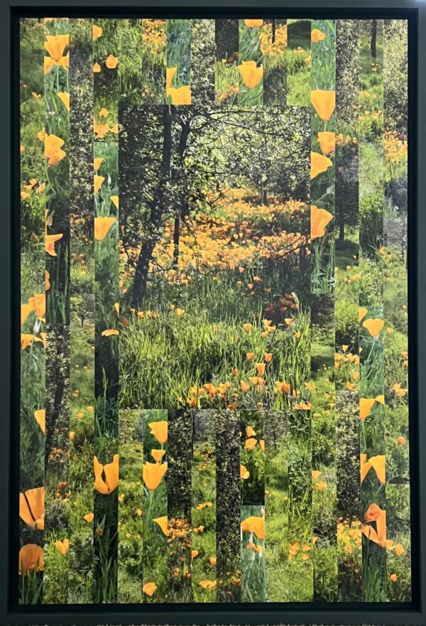 Poppies