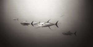Big Tuna
