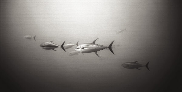 Big Tuna