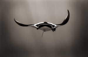 Charging Manta