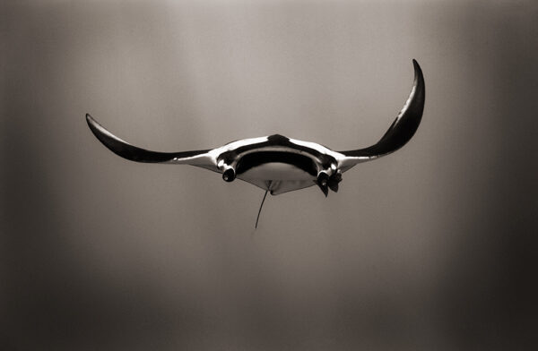 Charging Manta