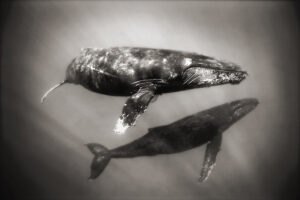 Curious Whales