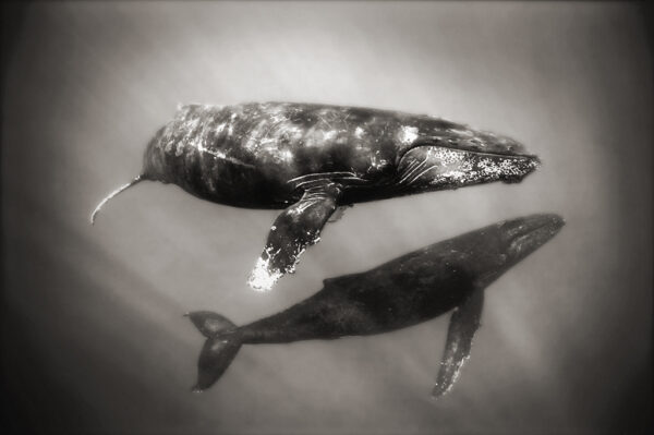 Curious Whales