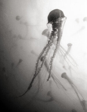 Monterey Jellies