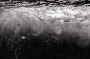 Socorro Wave & Pompano