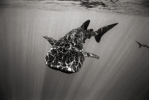 Whale Shark at Roca Partida
