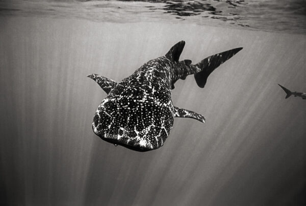 Whale Shark at Roca Partida