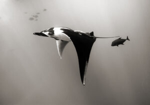 Manta and Chub