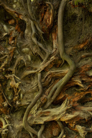Roots
