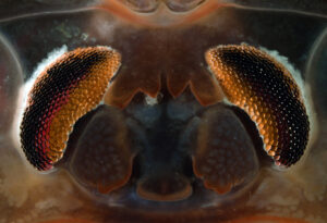 Antarctic isopod eyes