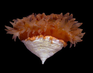 Antarctic solitary coral