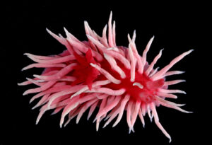 Hopkin's rose nudibranch