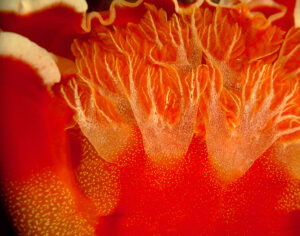 Spanish dancer nudibranch gills