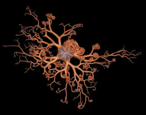 Basket star unfurling