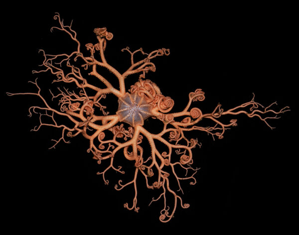 Basket star unfurling
