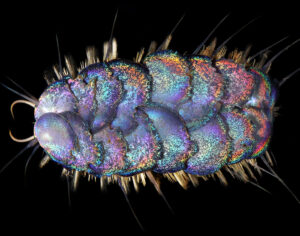 Elvis worm