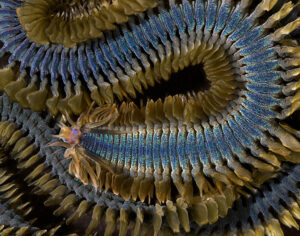 Paddle worm