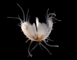 File clam swimming