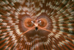 Feather worm crown