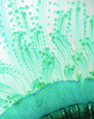 Blue button tentacles