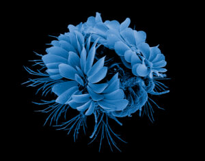 Planktonic polychaete