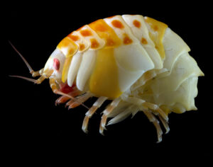Antarctic amphipod