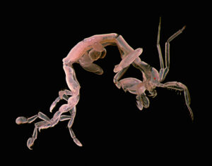 Skeleton shrimp